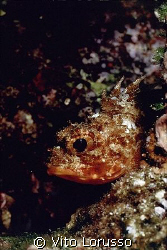 Fishs - Scorpanea notata by Vito Lorusso 